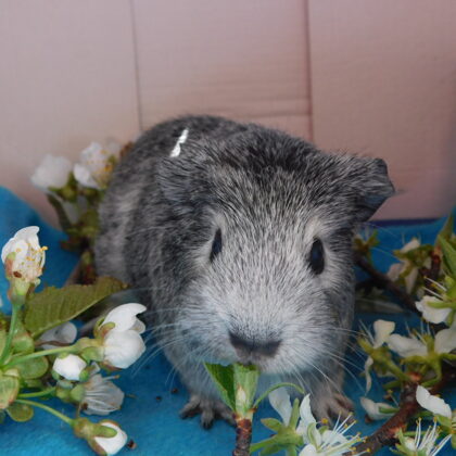 Oxana Glatthaar cali