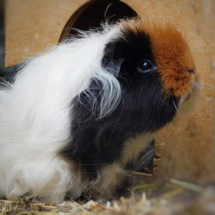 Fauna Texel