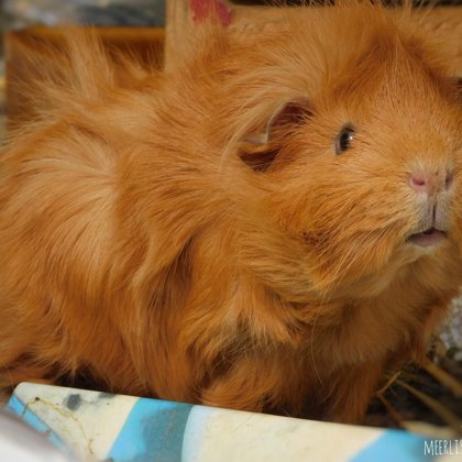 Juliette Rosette( Angora)