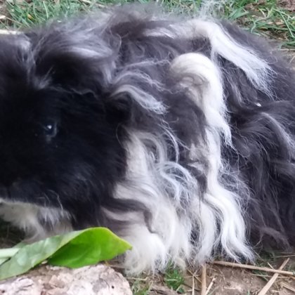 Moppel Merino