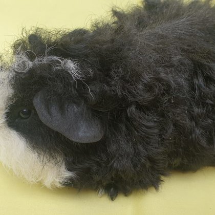 Piet