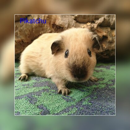 Pikatschu cali GH