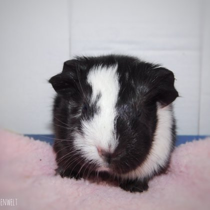 Archibald
